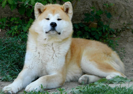 Akita Dog Live Wallpaper