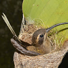 Long-Tailed Hermit Hummingbird