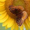 Great Spangled Fritillary Butterfly