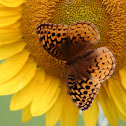 Great Spangled Fritillary Butterfly