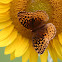 Great Spangled Fritillary Butterfly