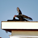 Turkey Vulture