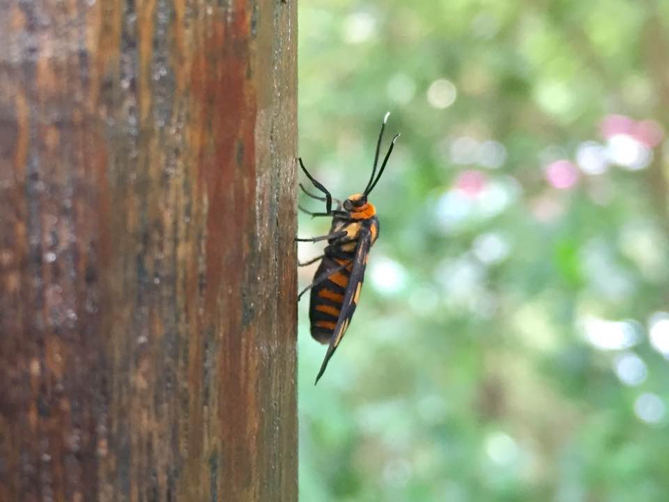 Wasp Moth