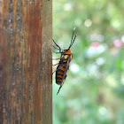 Wasp Moth