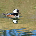 Hooded Merganser