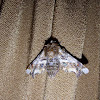 Eutelia moth