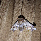 Eutelia moth