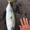 Yellowtail Kingfish