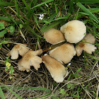 Psathyrella candolleana group