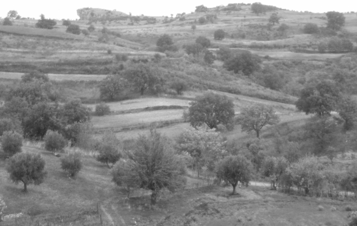 Alberi in bianco e nero di E.m.y