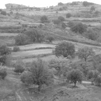 Alberi in bianco e nero di 