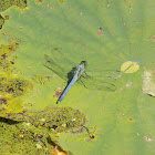 Eastern Pondhawk