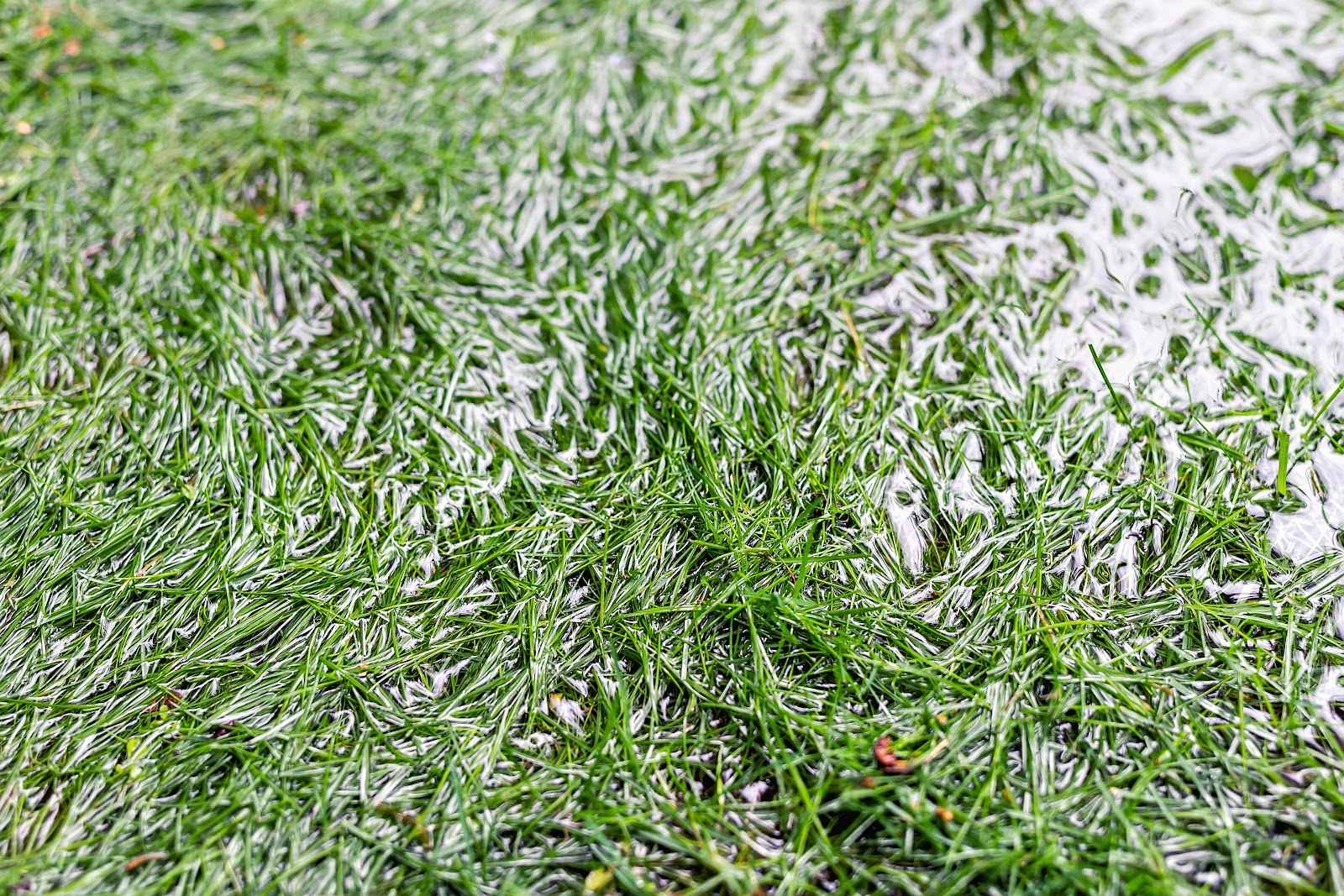 a damp and mushy patch of grass in a backyard by a swimming pool