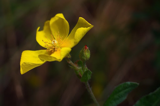 Halimium lasianthum alyssoides