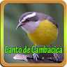 Canto de Cambacica Mp3 icon