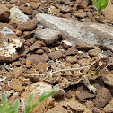 Texas Horned Lizard