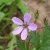 Wild Geranium