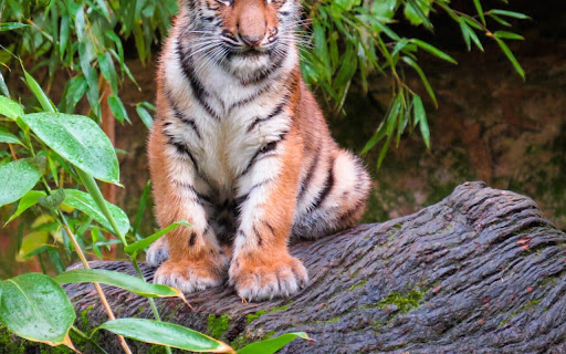 Majestic Tiger Resting on a Mossy Log in screenshot 2