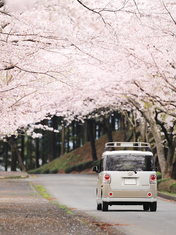 ムーヴキャンバスの桜とコラボ・サクラと愛車・桜コラボ・桜×愛車・小トトロ編んだ〜に関するカスタム事例の投稿画像1枚目
