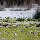 Moorhen; Polla de Agua