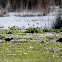 Moorhen; Polla de Agua