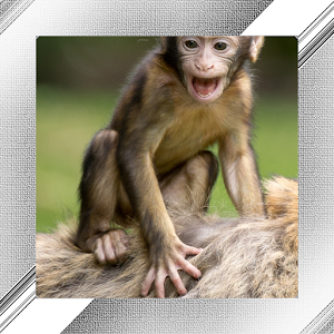 Monkey Photo Frames.apk 1.0.0.23