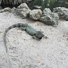 Green Iguana