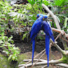 Hyacinth macaw