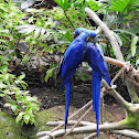 Hyacinth macaw