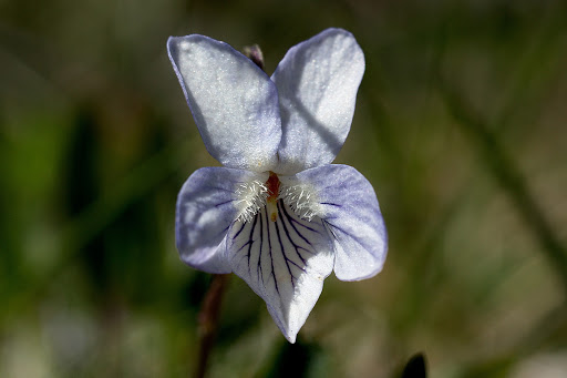 Viola lactea