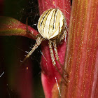 Orb-weaver Spider