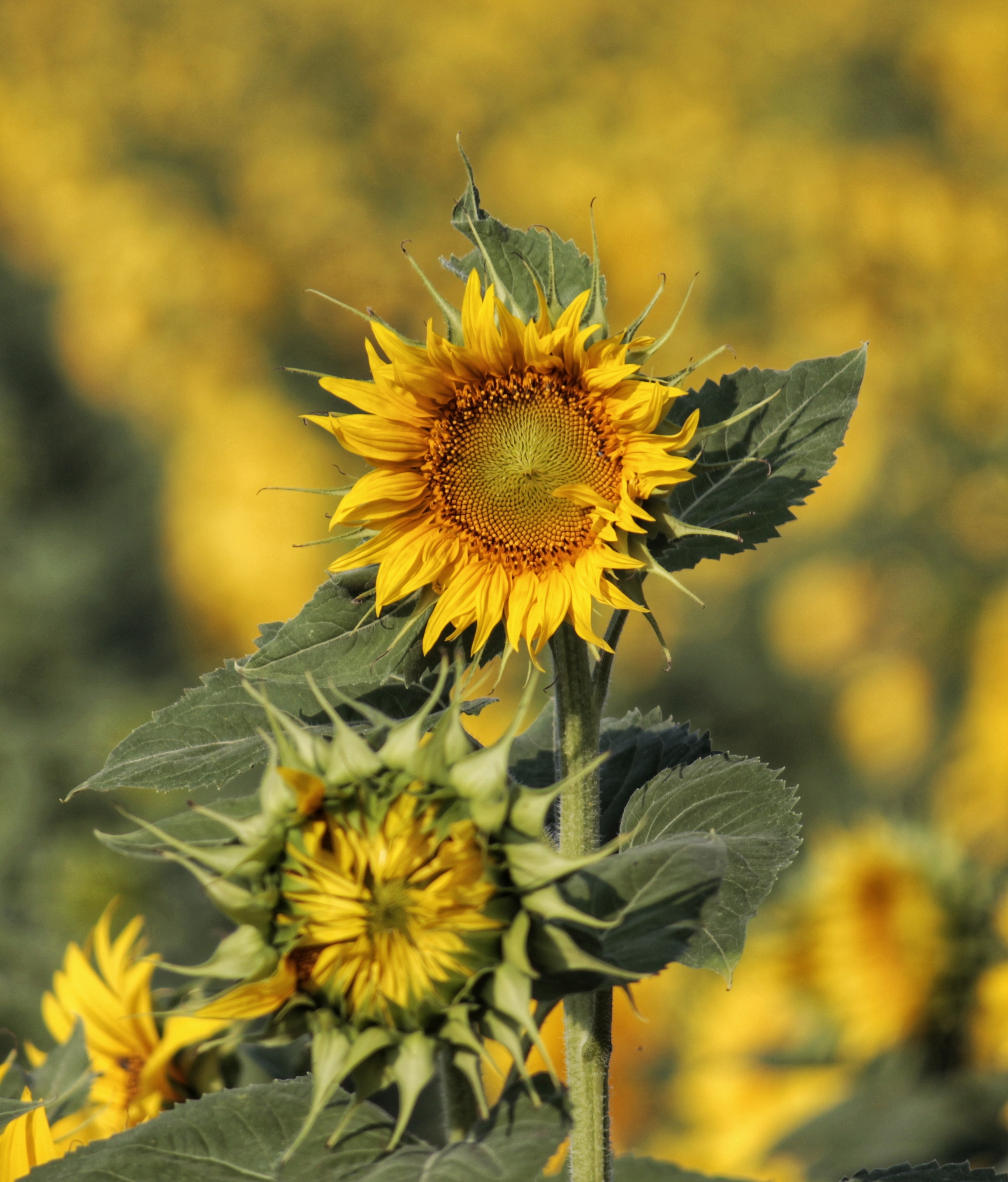 "Girasole" di Giorgia di Stefifoto