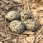 Red-wattled lapwing