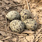 Red-wattled lapwing