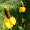 Prairie Coneflower