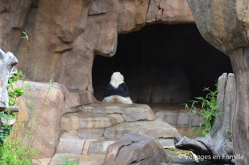 San Diego Zoo - panda trek