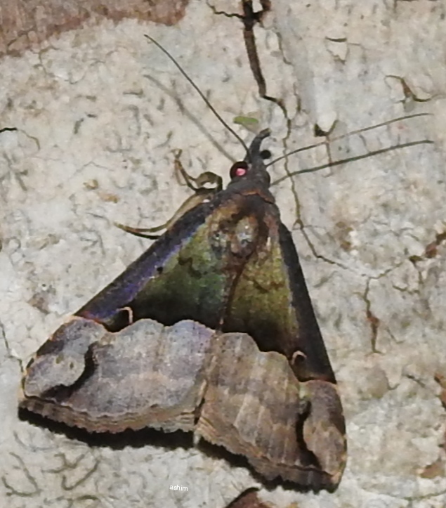 Erebidae moth