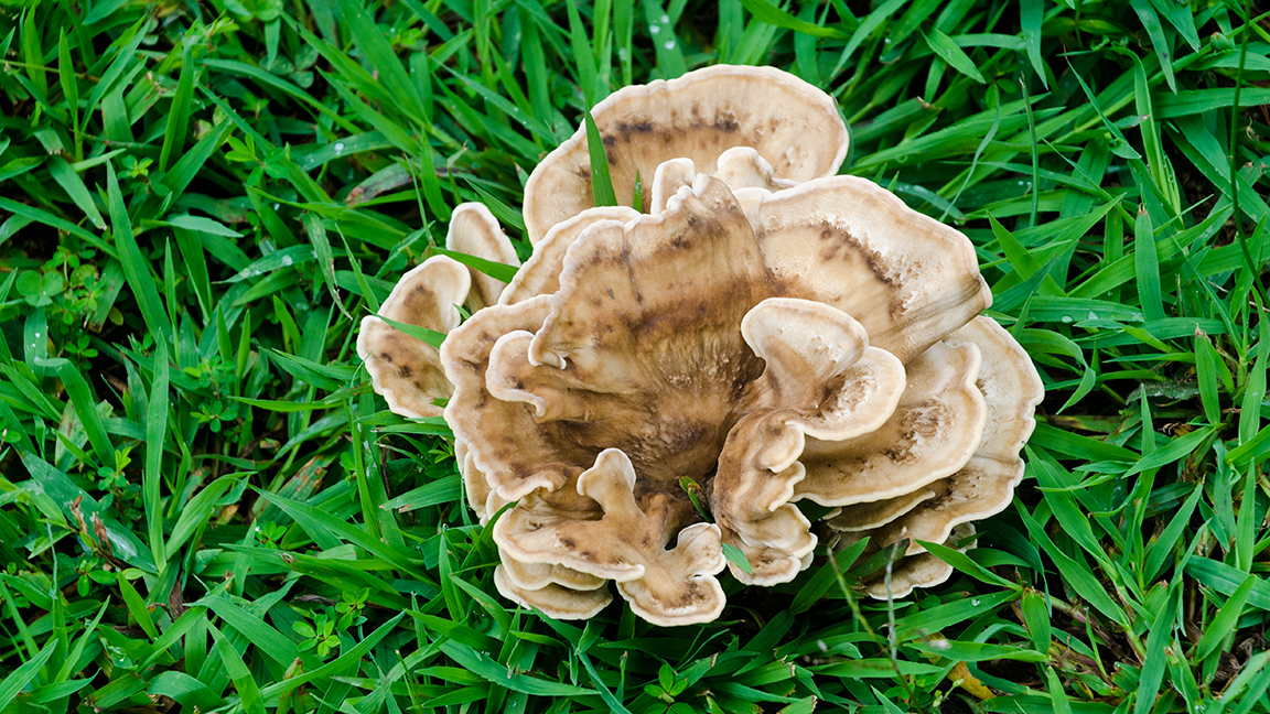 Hen of the Woods