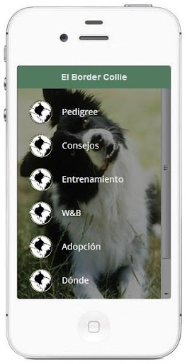 Border Collie Guia Completa