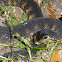 Florida Banded Water Snake