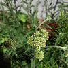 Yarrow