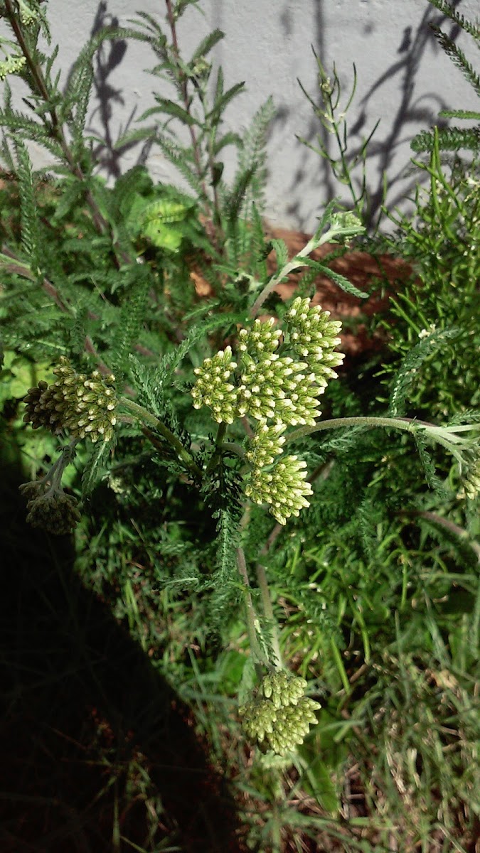 Yarrow