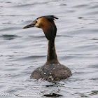 Great Crested Grebe