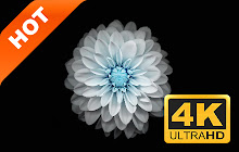 Dahlia Pop HD Flower New Tab Page Theme small promo image