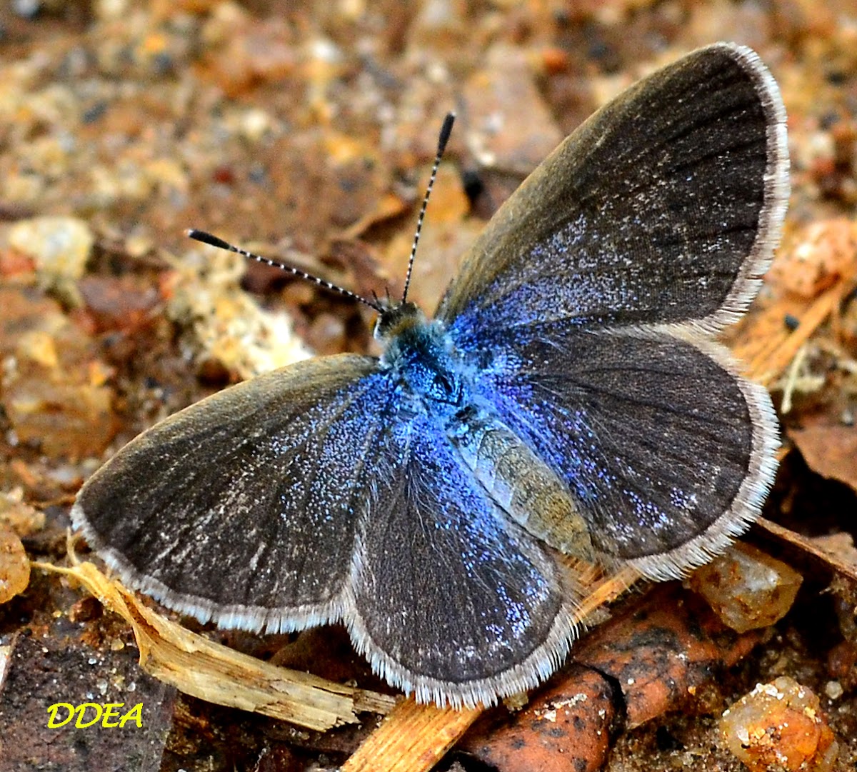 LESSER GRASS BLUE