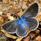 LESSER GRASS BLUE