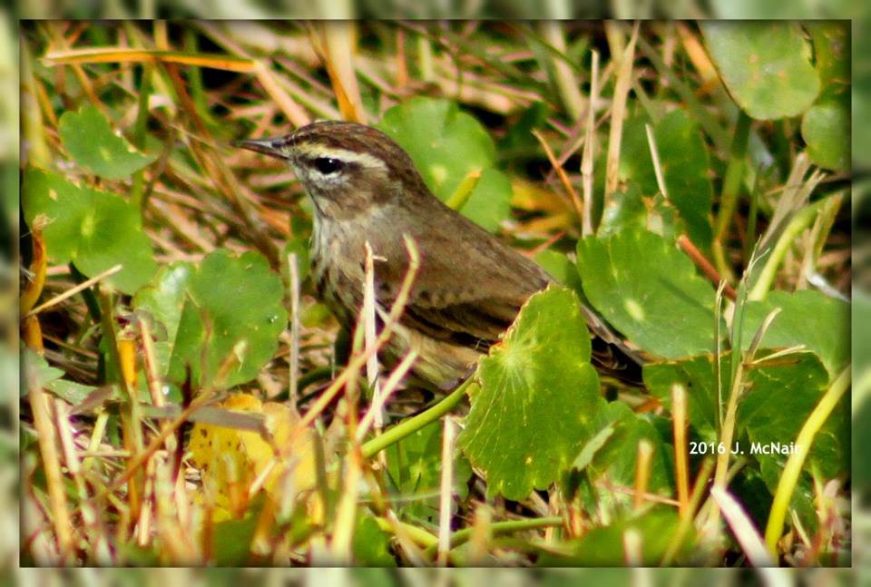 Palm Warbler