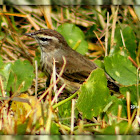 Palm Warbler