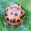 28 Spot Ladybird