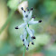 White ramping-fumitory